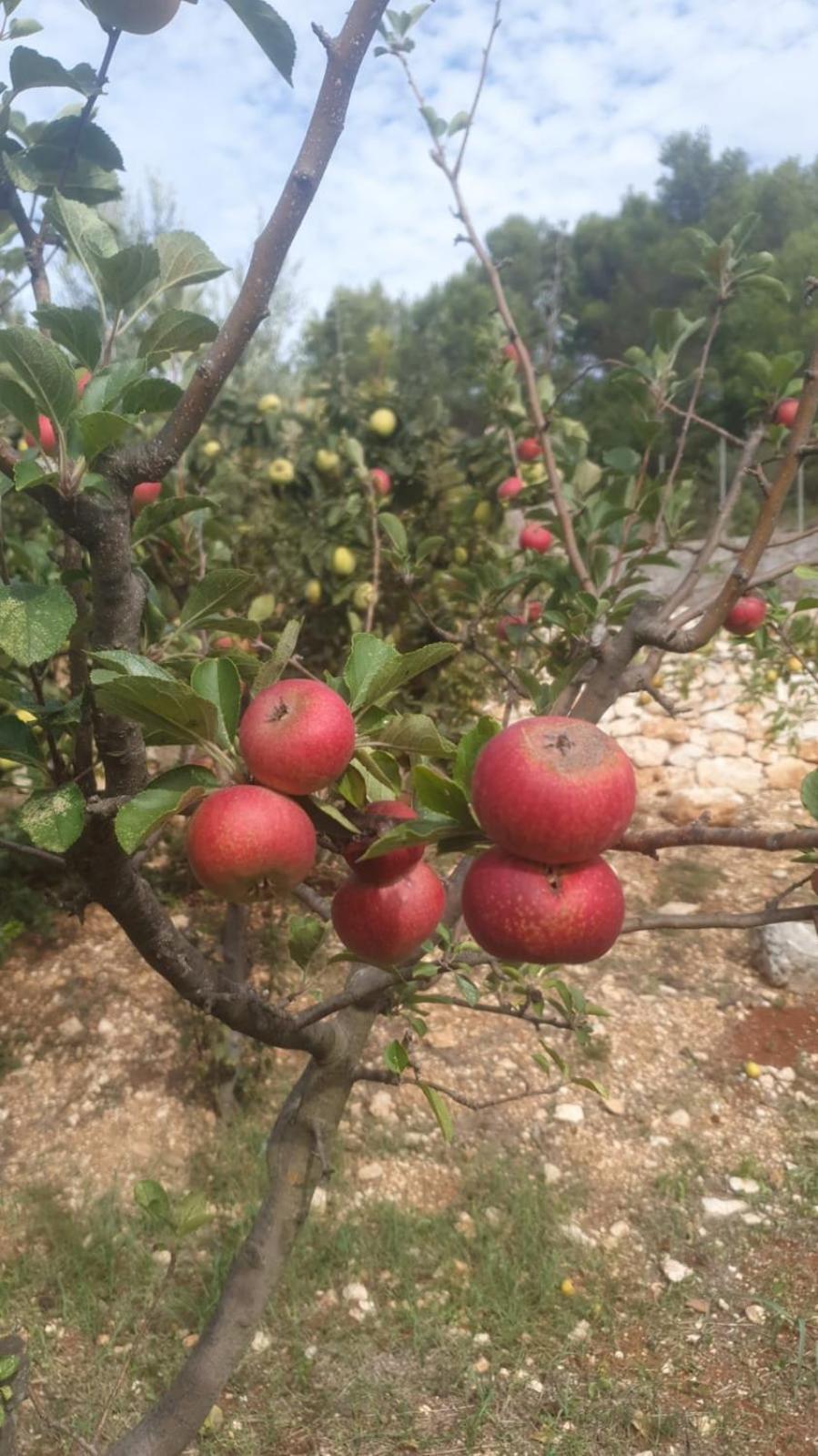 法萨诺Trulli Vittoria别墅 外观 照片